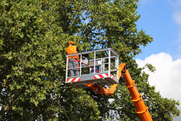 How Our Tree Care Process Works  in Indian Shores, FL